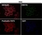 Anti-CDK9 Rabbit Monoclonal Antibody