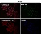 Anti-CDK9 Rabbit Monoclonal Antibody