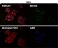 Anti-CDK9 Rabbit Monoclonal Antibody