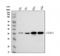 Anti-CDK6 Rabbit Monoclonal Antibody