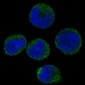 Anti-CDK6 Rabbit Monoclonal Antibody