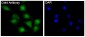 Anti-CDK4 Rabbit Monoclonal Antibody