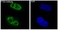 Anti-PTEN Rabbit Monoclonal Antibody