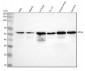 Anti-PTEN Rabbit Monoclonal Antibody