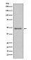 Anti-MEK5 Rabbit Monoclonal Antibody