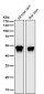 Anti-MEK5 Rabbit Monoclonal Antibody