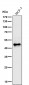 Anti-MEK5 Rabbit Monoclonal Antibody