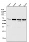 Anti-ATF4 Rabbit Monoclonal Antibody