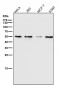 Anti-ATF4 Rabbit Monoclonal Antibody