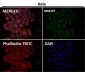 Anti-JNK3 Rabbit Monoclonal Antibody