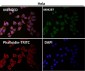 Anti-JNK3 Rabbit Monoclonal Antibody