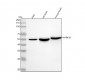 Anti-JNK3 Rabbit Monoclonal Antibody