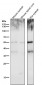 Anti-PAX6 Rabbit Monoclonal Antibody