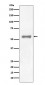 Anti-PAX7 Rabbit Monoclonal Antibody