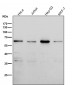 Anti-PAX7 Rabbit Monoclonal Antibody