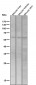 Anti-PAX7 Rabbit Monoclonal Antibody