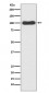 Anti-CDC5 CDC5L Rabbit Monoclonal Antibody