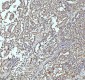 Anti-UBA1/Ube1 Rabbit Monoclonal Antibody