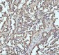 Anti-UBA1/Ube1 Rabbit Monoclonal Antibody