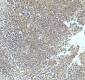 Anti-UBA1/Ube1 Rabbit Monoclonal Antibody