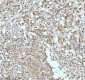 Anti-UBA1/Ube1 Rabbit Monoclonal Antibody