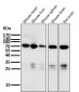 Anti-Raf1 Rabbit Monoclonal Antibody