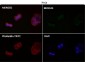 Anti-LC3B MAP1LC3B Rabbit Monoclonal Antibody