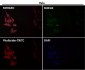 Anti-iNOS NOS2 Rabbit Monoclonal Antibody