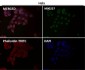 Anti-E2F1 Rabbit Monoclonal Antibody