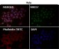 Anti-E2F1 Rabbit Monoclonal Antibody