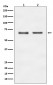 Anti-E2F1 Rabbit Monoclonal Antibody