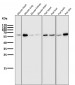 Anti-E2F1 Rabbit Monoclonal Antibody