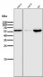 Anti-E2F1 Rabbit Monoclonal Antibody