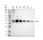 Anti-Bmi1 Rabbit Monoclonal Antibody