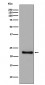 Anti-GPX1/Glutathione Peroxidase 1 Rabbit Monoclonal Antibody