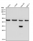 Anti-KLF4/Gklf Rabbit Monoclonal Antibody