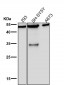 Anti-KLF4/Gklf Rabbit Monoclonal Antibody