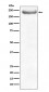 Anti-NEFH/Nf H Rabbit Monoclonal Antibody