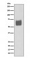 Anti-CD80/B7 1 Rabbit Monoclonal Antibody