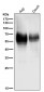 Anti-CD80/B7 1 Rabbit Monoclonal Antibody