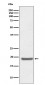 Anti-SOD1/Cu Zn Sod Rabbit Monoclonal Antibody