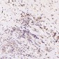 Anti-CD19 Rabbit Monoclonal Antibody