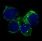 Anti-THY1/Cd90 Rabbit Monoclonal Antibody