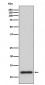 Anti-TRX1 TXN Rabbit Monoclonal Antibody