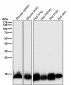 Anti-TRX1 TXN Rabbit Monoclonal Antibody