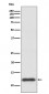 Anti-TRX1 TXN Rabbit Monoclonal Antibody