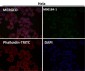 Anti-NCAM NCAM1 Rabbit Monoclonal Antibody