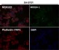 Anti-NCAM NCAM1 Rabbit Monoclonal Antibody