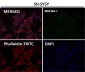 Anti-NCAM NCAM1 Rabbit Monoclonal Antibody