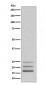 Anti-FGF2/Fgf Basic Rabbit Monoclonal Antibody